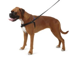 Ancol Pure Dog Listeners Harness & Lead Set Medium 54 - 73cm 7 Ancol Pure Dog Listeners Harness & Lead Set Medium 54 - 73cm -Pawfect Sales Store 34979