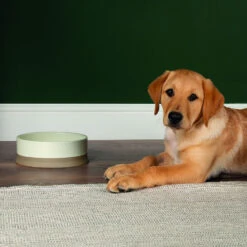 Scruffs® Scandi Non Tip Bowl Cream -Pawfect Sales Store 823205 2 1