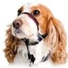 Halti OptiFit Headcollar -Pawfect Sales Store Image option to replace dalmation on Halti landing page