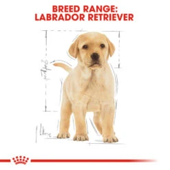 ROYAL CANIN® Labrador Retriever Puppy Dry Food -Pawfect Sales Store ay8yqjbqe5f2bjvsysxf