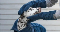 Lords & Labradors Bamboo Dog Drying Mits Navy Blue 6 Lords & Labradors Bamboo Dog Drying Mits Navy Blue -Pawfect Sales Store blue mitt websitebanner002