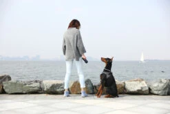 Petkit Air Fly Pet Harness -Pawfect Sales Store harness fly 18