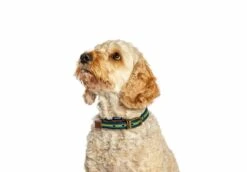 FatFace Bold Stripe Woven Dog Collar -Pawfect Sales Store injhsvkg