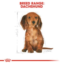 ROYAL CANIN® Dachshund Puppy Dry Food -Pawfect Sales Store qonwfvhuta4crtinyaq7