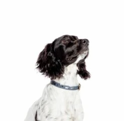 FatFace Marching Dogs Collar 7 FatFace Marching Dogs Collar -Pawfect Sales Store uj7pq4fg