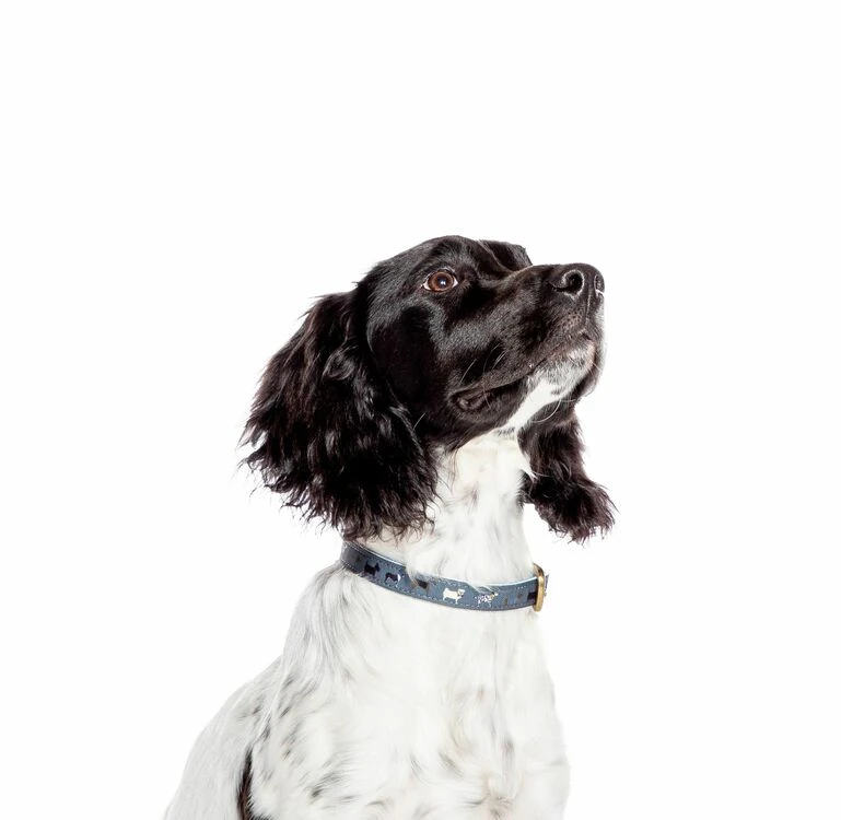 FatFace Marching Dogs Collar 5 FatFace Marching Dogs Collar - Image 3