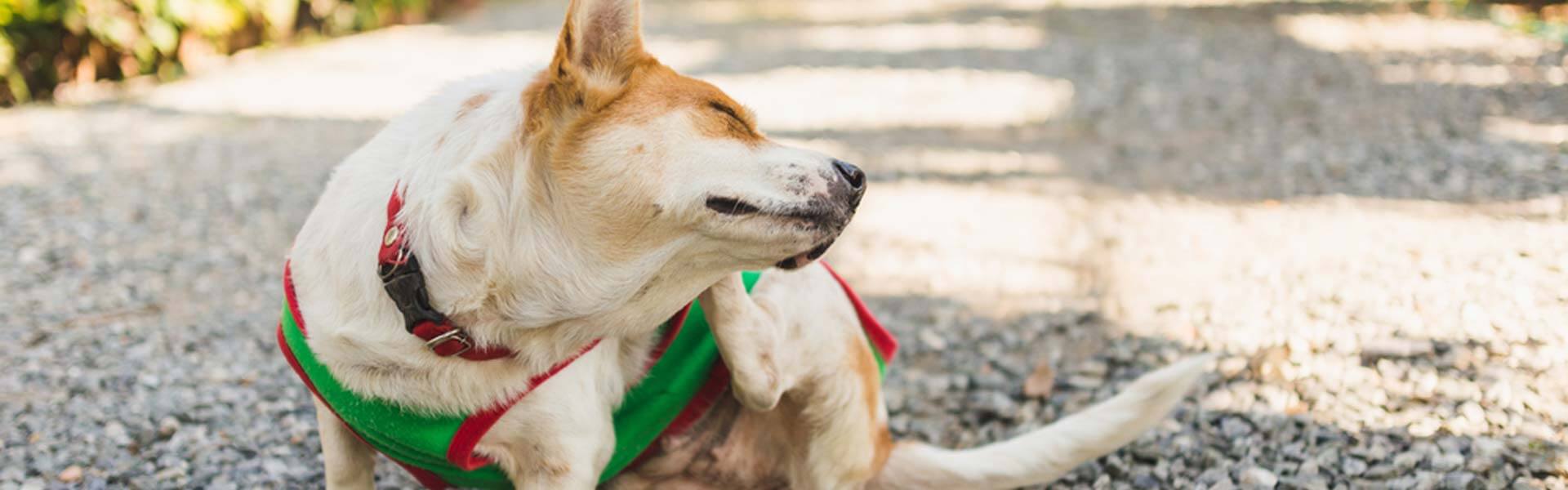 Front Page -Pawfect Sales Store banner275