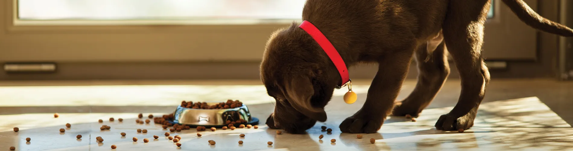 Front Page -Pawfect Sales Store banner942 1